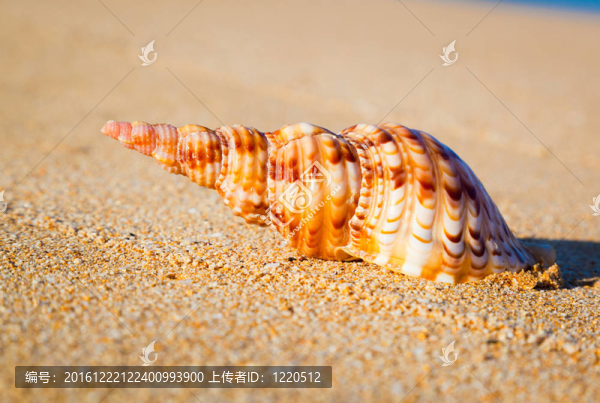 異國海灘的貝殼