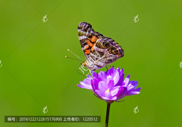 Colorful,Flower上的蝴蝶