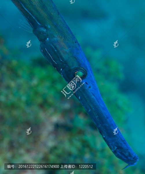 在藍(lán)色斑點(diǎn)管口魚的宏觀模式。