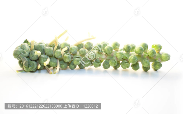 抱子甘藍(lán)的莖