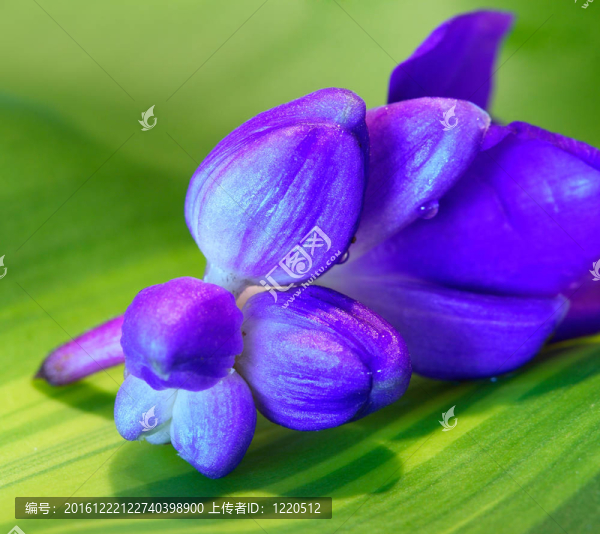 葉藍花蕾