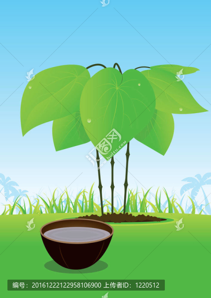 卡瓦植物和它的汁盛在木碗