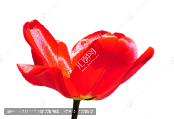 紅郁金香白