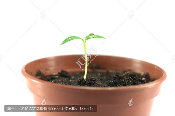 鍋中新生芽
