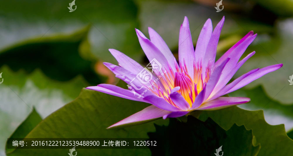 莉莉池塘中的水