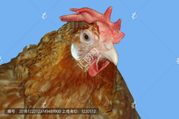 室外紅雞肖像
