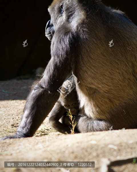 Baby,Gorilla與母親