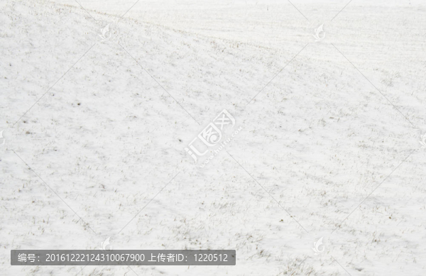 雪坡草