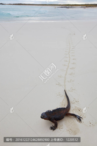 加拉帕戈斯海鬣蜥