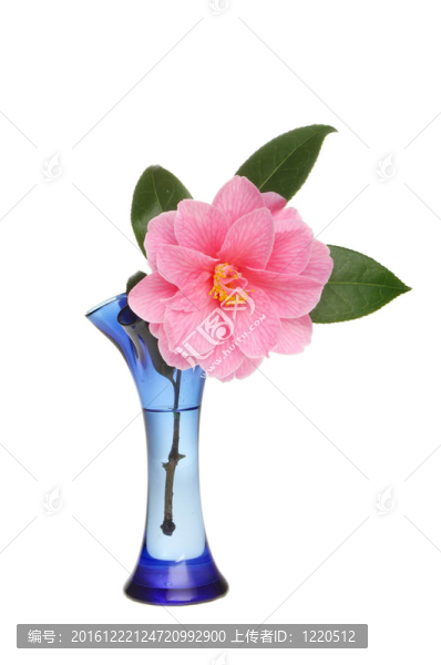 山茶花在花瓶