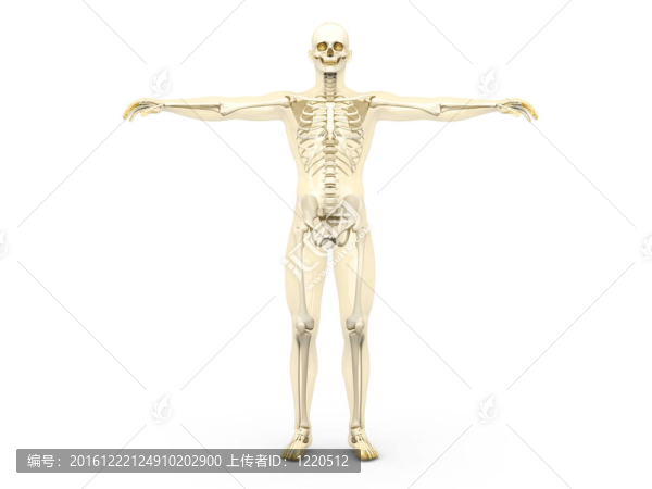 骨架