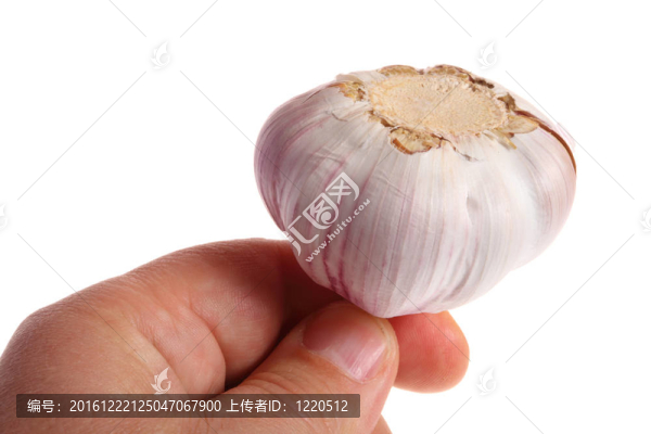 大蒜在手上白色隔離