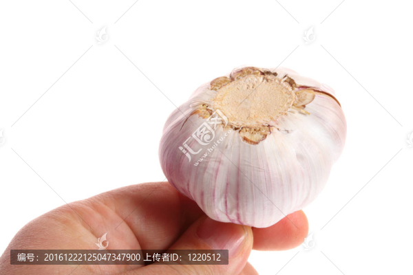 大蒜在手上白色隔離
