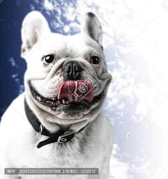 犬表現(xiàn)為舌