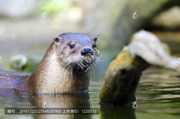 水獺