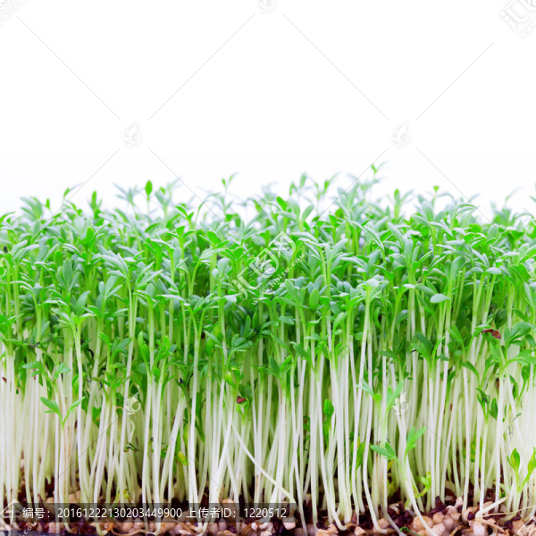 年輕的植物
