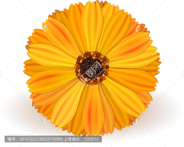 金盞花