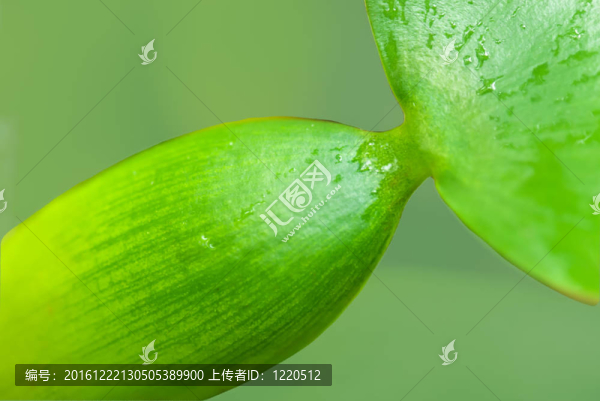 水生植物水葫蘆STE