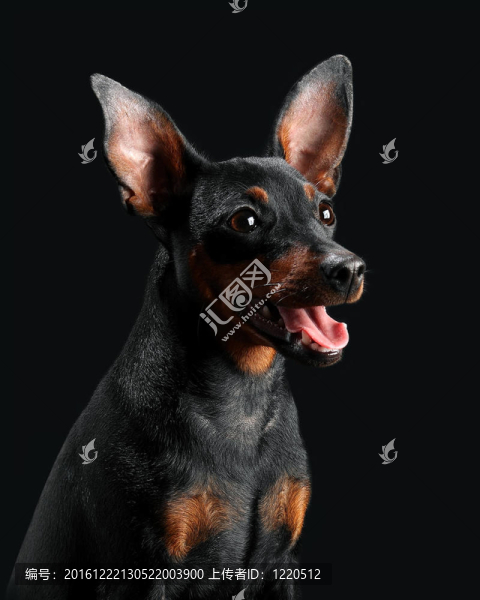 迷你杜賓犬