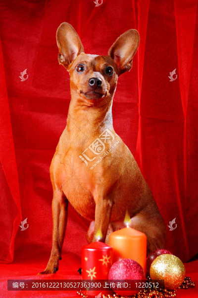 迷你杜賓犬在紅色背景。迷你杜賓犬（zwergpinscher；Min,Pin）是一個(gè)小的狗的品種的犬