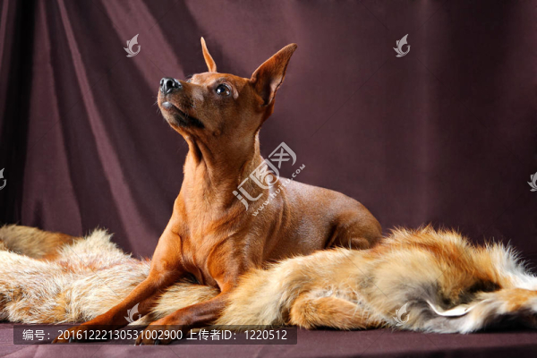 紅色的迷你杜賓犬