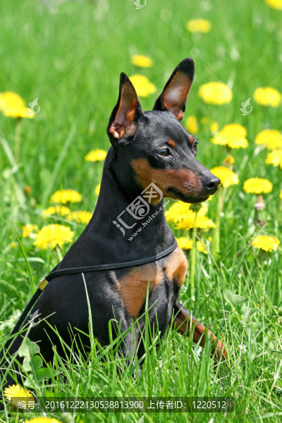 迷你杜賓犬
