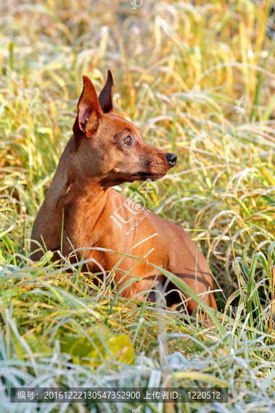 紅色的迷你杜賓犬