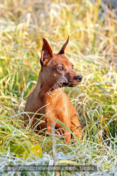 紅色的迷你杜賓犬
