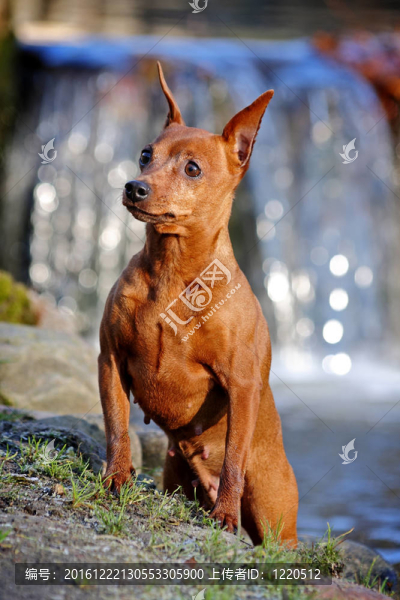 紅色的迷你杜賓犬