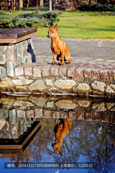 紅色的迷你杜賓犬