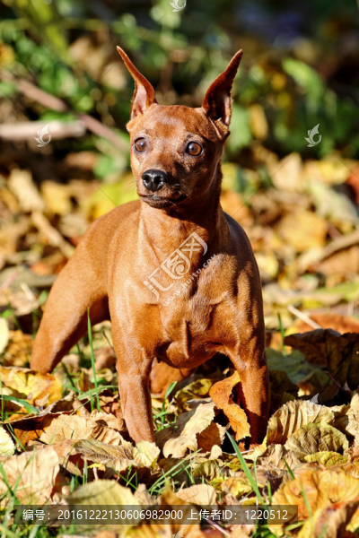 紅色的迷你杜賓犬