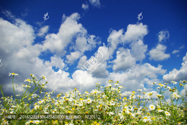 甘菊花