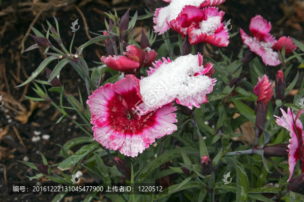 高山石竹
