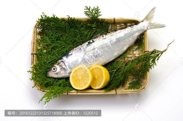 太平洋鯡魚