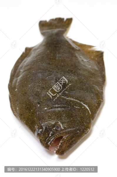 扁口魚(yú)