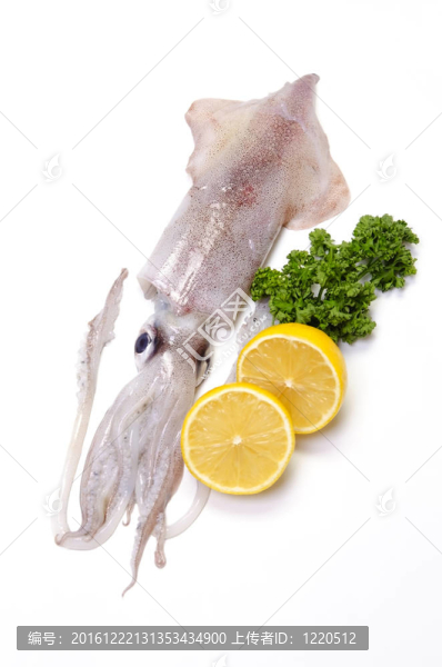 柔魚