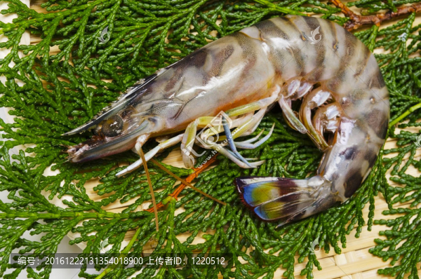 日本對(duì)蝦