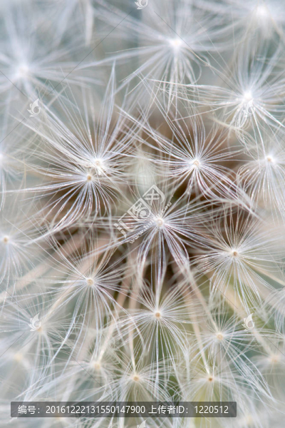 蒲公英的特寫