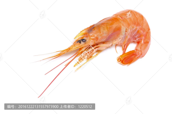 阿根廷紅蝦
