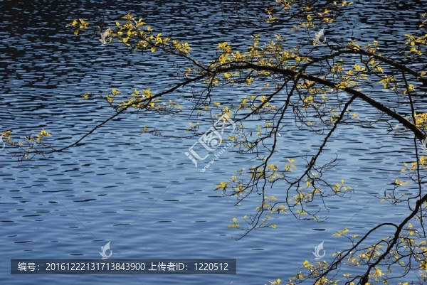 湖邊的樹