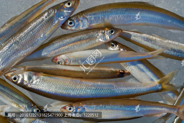 新鮮的魚(yú)22
