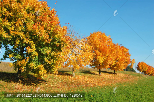 橘子樹排成一排