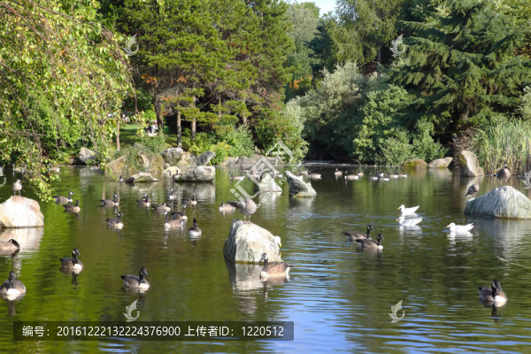 加拿大鵝在公園湖；卑詩省的溫哥華。加拿大。