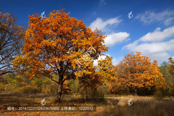 秋季景觀與橡樹林
