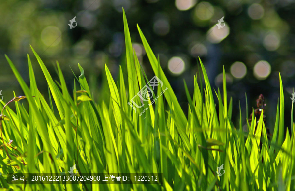 草燈