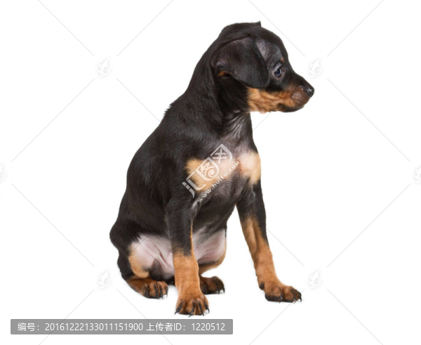 俄羅斯玩具獵犬在白色背景