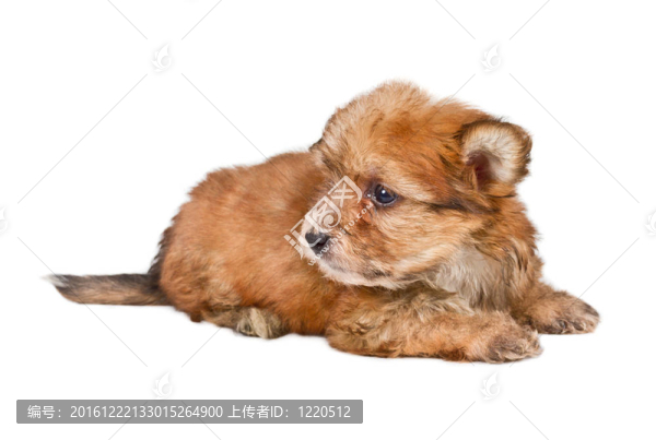 白色背景前的奇瓦瓦小狗