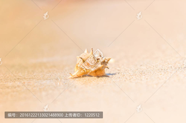 在潮濕的沙子貝殼特寫