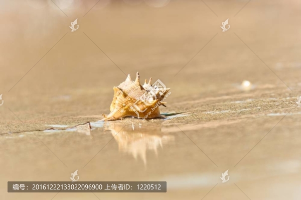 在潮濕的沙子貝殼特寫
