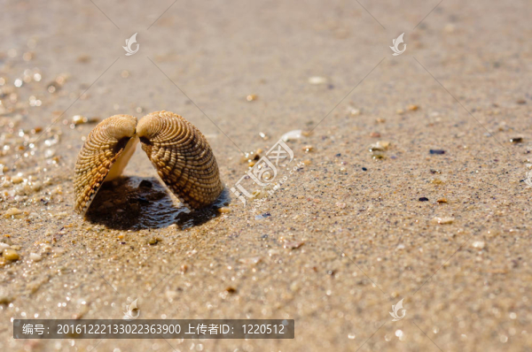 在潮濕的沙子貝殼特寫(xiě)